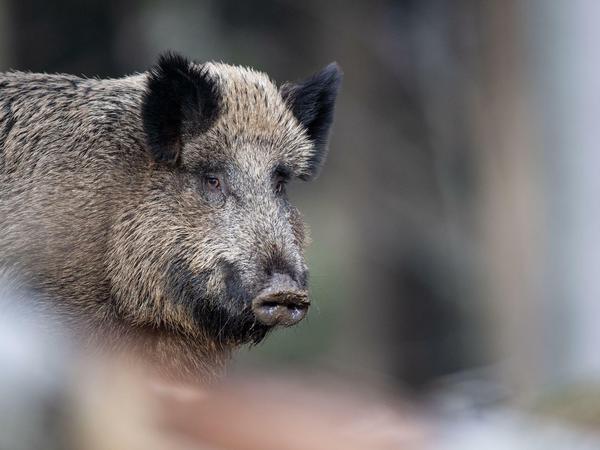 Ein Wildschwein. Im Kampf gegen die Afrikanischen Schweinepest (ASP) will Polen seiner Armee und Polizei den Abschuss der Tiere erlauben.
