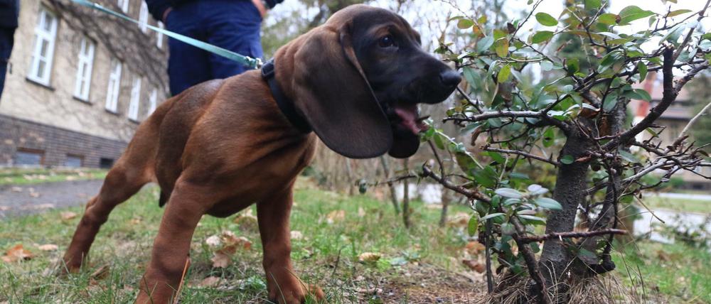 Such! Der elf Wochen alte bayerische Gebirgsschweißhund Duke ist noch in der Ausbildung als Mantrailer.