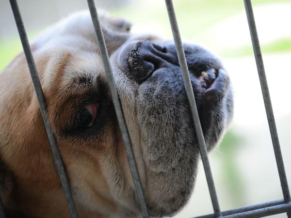 Atemnot, Röcheln oder Schnarchen: Auch Englische Bulldoggen gelten als überzüchtet, da die kurze Nase und das platte Gesicht Atemwege, Augen und Gehirn einengen.