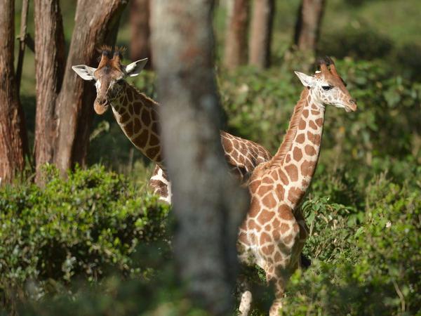 Auch Giraffen sind in ihrem Bestand bedroht und auf Schutz angewiesen. 