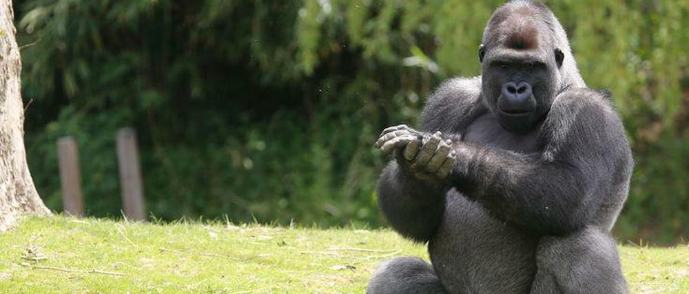 Sango ist der neue Gorilla im Berliner Zoo. 