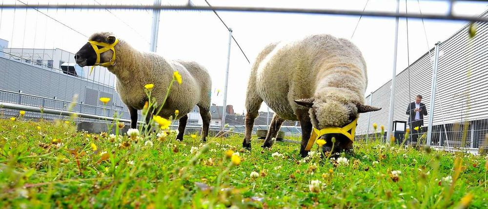 Statt Rasenmäher kürzen Schafe den Rasen auf dem Dach des Shoppingcenters.