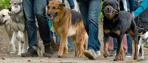 Das Hundeverbot am Schlachtensee tritt am Freitag in Kraft. Am Donnerstag demonstrierten Hundebesitzer dagegen.
