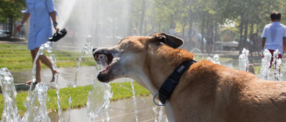 Ein Hundeleben. Dieses Tier erfrischt sich an Wasserspielen im Berliner Regierungsviertel.