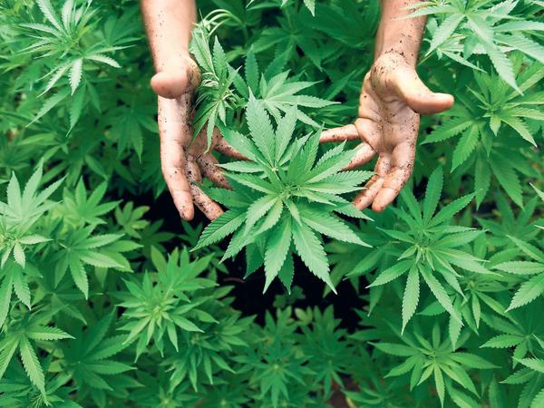 Cannabispflanzen, aus denen auch Marihuana hergestellt wird.