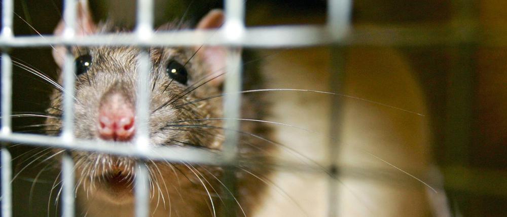 Nicht nur im Käfig: Immer mehr Ratten flitzen frei herum.