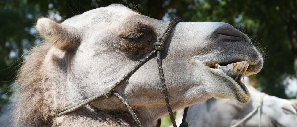 Nicht so bissig: Mit diesem Kamel auf dem Kamelhof Fleckschnupphof in Nassenheide kann man unter Anleitung sogar kuscheln.