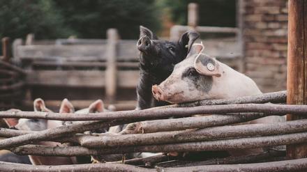 Fressen, schmatzen, toben – mehr tun Schweine hier nicht.