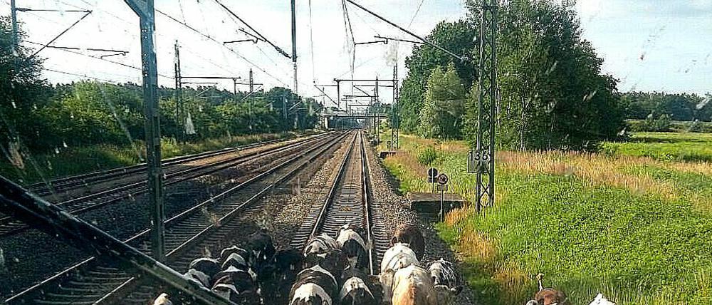 Aus Sicht des Lokführers - die Kuhherde auf den Gleisen.