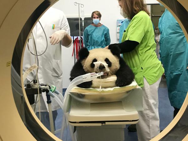 Einmal durchchecken: Panda Pit im CT.