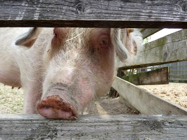 Hey, Babe. Dieses Schwein, das jetzt im Falkenberger Tierheim lebt, wurde herrenlos in Tegel aufgegriffen.