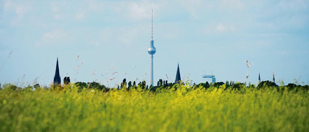 Ein Feld in gelb-grünen Farben und im Hintergrund die Silhouette von  Berlin.