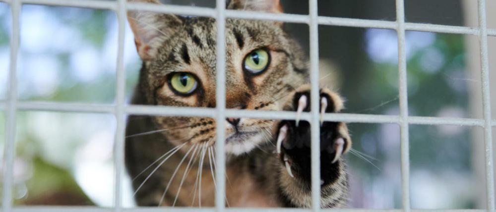 Eine Katze schaut durch die Gitterstäbe am Katzenzwinger im Tierheim Berlin. Das Tierheim ist in den Sommerferien und mit dem Ende der Homeoffice-Regelung fast schon am Rand seiner Kapazität.
