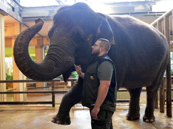 Tierpfleger Robert Pelissier posiert mit dem Elefanten Astra im Tierpark Friedrichsfelde Berlin.
