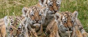 Im Berliner Tierpark wurden Mitte Juni vier Amurtiger-Babys vorgestellt. 