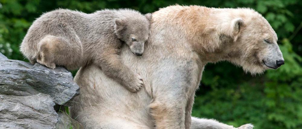 Da war die Welt noch in Ordnung. Die kleine Eisbärin Hertha spielt im Mai 2019 mit ihrer Mutter Tonja im Freigehege im Tierpark Berlin.