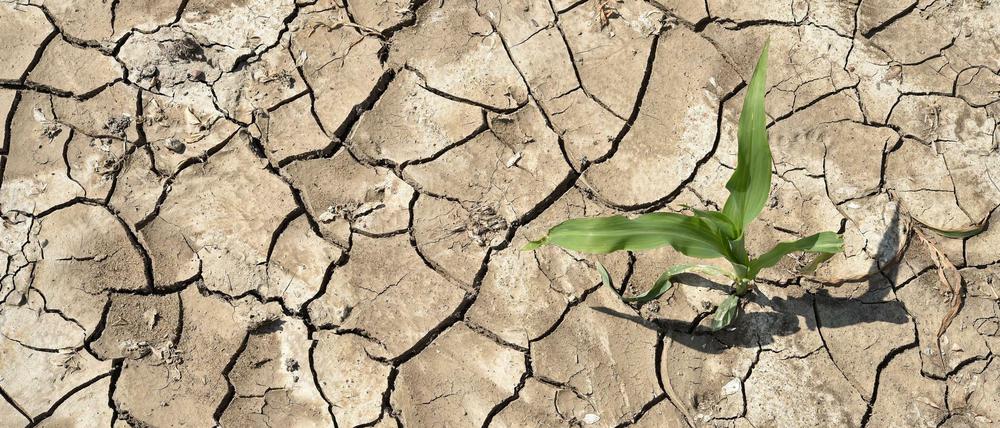 Die Dürre trocknet auch Maisfelder aus.