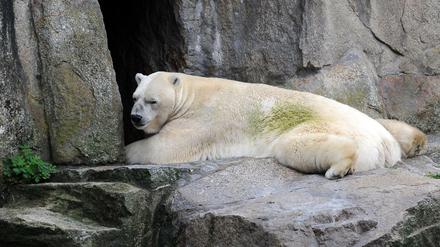 Eisbär Troll ist im Alter von 28 Jahren im Tierpark Berlin gestorben. 