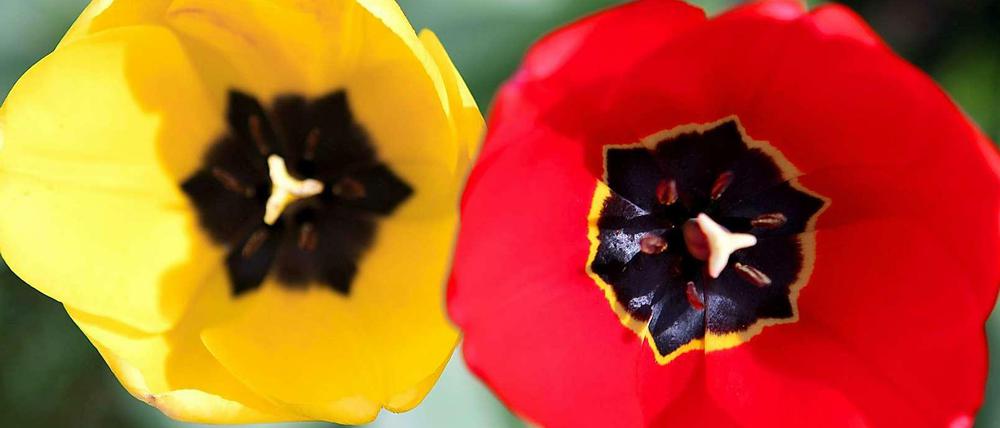 2017 sollen in Marzahn die Blumen blühen - aber noch werden für die Internationale Gartenausstellung Sponsoren gesucht.