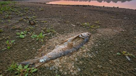 Das massive Fischsterben im Fluss Oder beschäftigt die Behörden und Anwohner des Flusses in Deutschland und Polen.