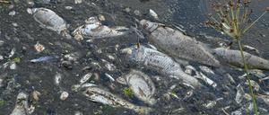 Tote Fische treiben im Wasser des deutsch-polnischen Grenzflusses Oder. Das Fischsterben in der Oder gibt weiter Rätsel auf. Die gute Nachricht: Nach nur wenigen Jahren könnte sich der Bestand erholt haben.