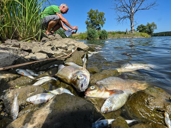 Tote Fische im deutsch-polnischen Grenzflusses Oder im Nationalpark Unteres Odertal nördlich der Stadt Schwedt. 