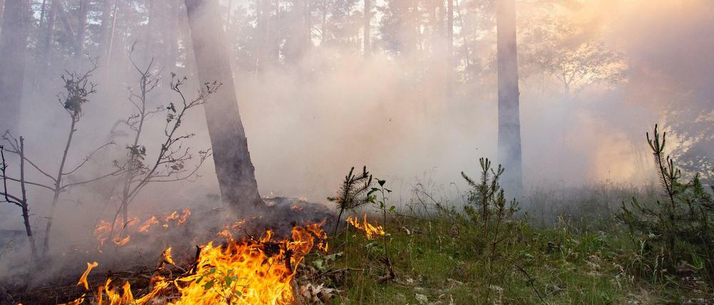 In neun von 14 Landkreisen in Brandenburg gilt die höchste Gefahrenstufe für Waldbrände.