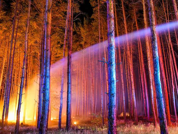 Hell erleuchtet ist ein brennender Wald nahe Klausdorf, Brandenburg 