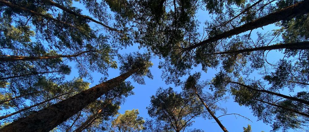 Blauer Himmel ist im Grunewald zwischen den Bäumen zu sehen. 
