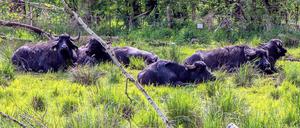 Die halbwild lebenden Wasserbüffel kommen zurück ins Tegeler Fließ und werden dort als natürliche Rasenmäher eingesetzt.