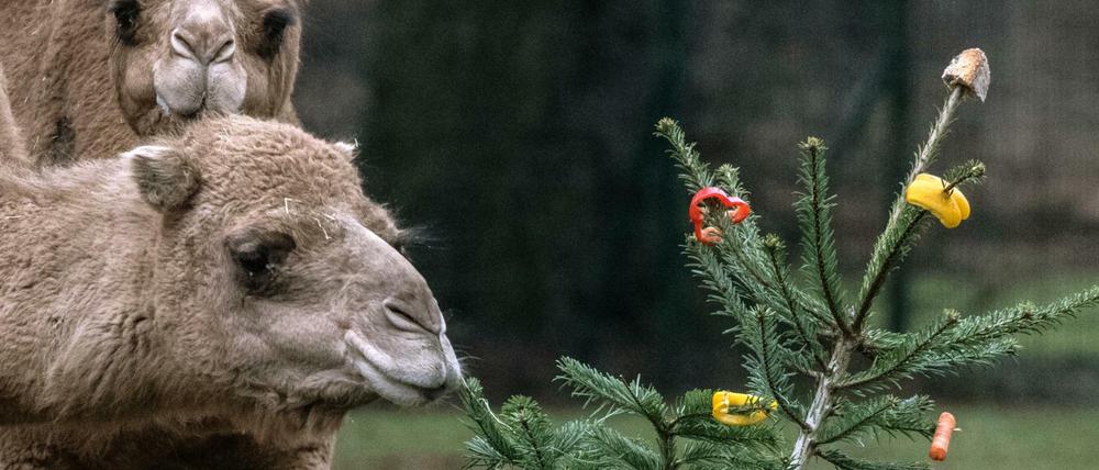 Dromedare lassen sich im Tierpark die mit Leckereien gespickten Weihnachtsbäume schmecken.