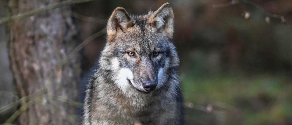 Hier ist er geschützt: Ein Wolf steht in seinem Gehege im Wildpark Schorfheide.
