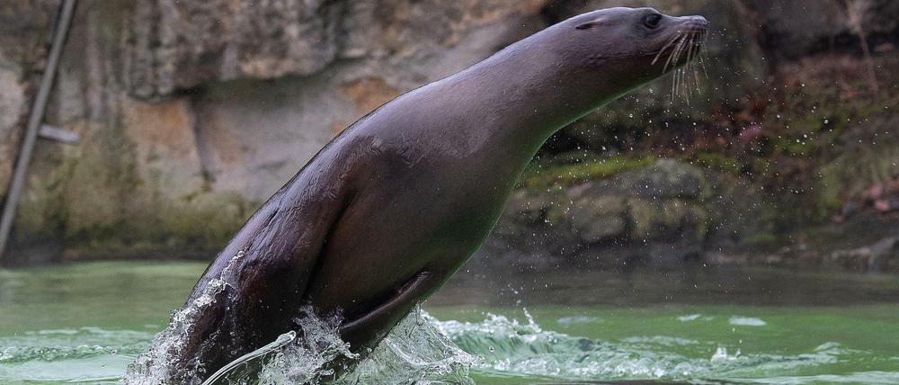 Sprunghaft. Ein kalifornischer Seelöwe im Zoo Berlin, der trotz Corona geöffnet hat. In der Natur verschlucken die Tiere immer öfter Plastikmüll. 