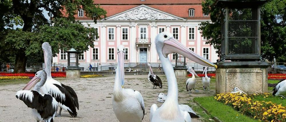 Fliegen können sie nicht, nur watscheln: Pelikane vor dem Schloss Friedrichsfelde im Tierpark Berlin beim Schlossfest 2010.