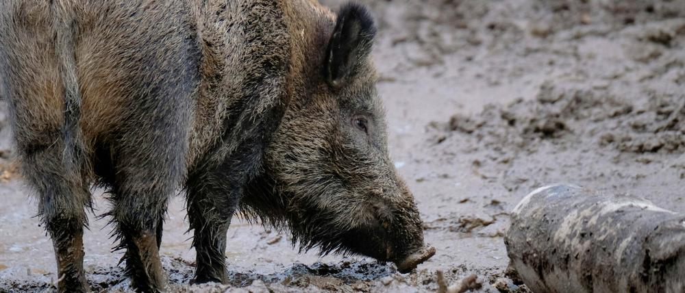 Wenn sich ein Schwein mit dem Virus infiziert, kann es meist nicht lange überleben.