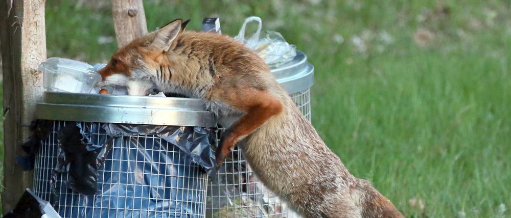 Wildtiere in der Stadt: Ein Fuchs sucht in Berlin Nahrung in einer Abfalltonne.