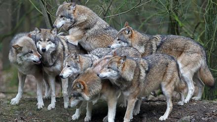 Wolfsrudel, hier im Natur- und Umweltpark bei der mecklenburger Stadt Güstrow. 