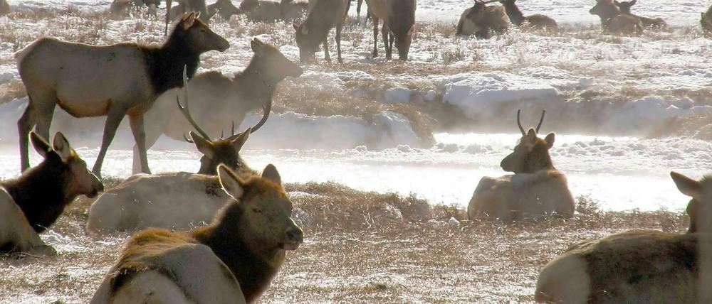 Der Yellowstone-Nationalpark ist auch Heimat von rund 6500 Wapiti-Hirschen.