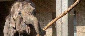 Der Zoo Berlin trauert um die Asiatische Elefantenkuh Tanja.