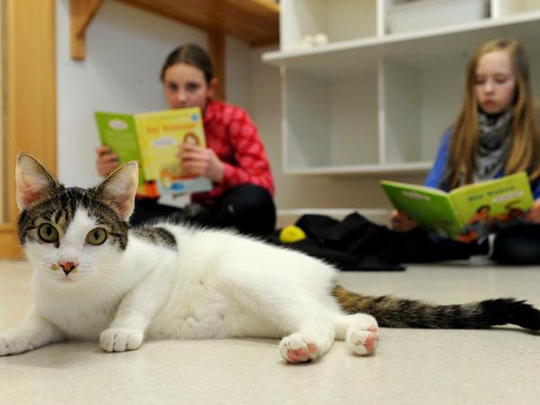 Kinder lesen Katzen vor ist ein bundesweites Projekt - hier lesen die Schülerinnen Saskia und Lily im Bremer Tierheim.