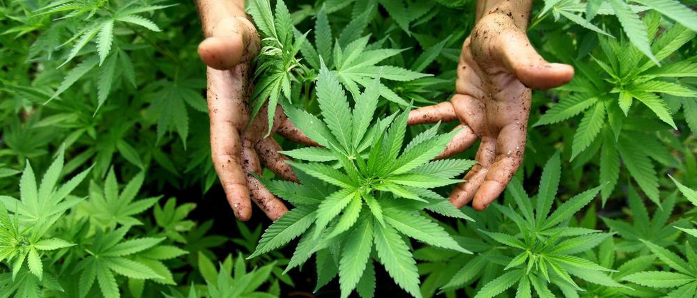 Der Anbau von Cannabis ist in Deutschland streng reguliert und nur für medizinische Zwecke legal.