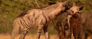 Seltener Anblick. Experten wissen sehr wenig über das soziale Zusammenleben der Hyänen.