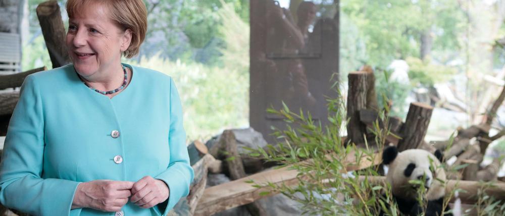 Kanzlerin Merkel im Zoo in Berlin bei der Eröffnung der neuen Anlage für zwei Pandabären aus China. 