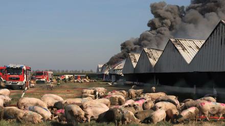 Nur knapp 1.300 Schweine konnten bei dem Großbrand gerettet werden.