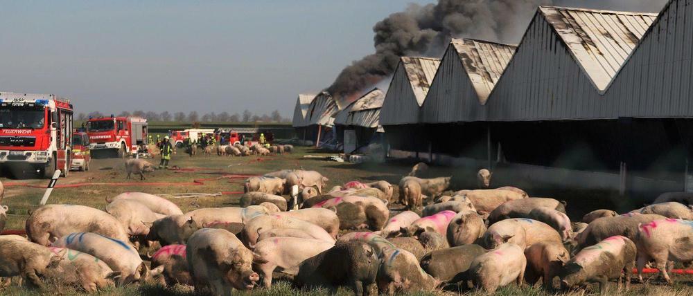 Nur knapp 1.300 Schweine konnten bei dem Großbrand gerettet werden.