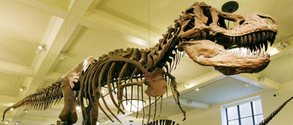 Der Tyrannosaurus Rex im New Yorker Naturkundemuseum. 
