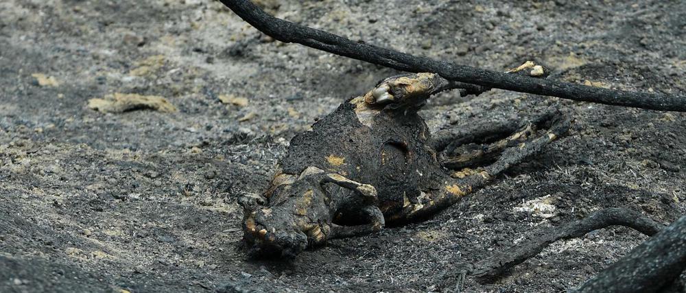 Ein totes Känguru liegt auf verbranntem Boden in der Region East Gippsland im Bundesstaat Victoria.