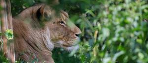 Raubtier. Löwin Kigali in ihrem Gehege im Leipziger Zoo. Sie und Löwenmännchen Majo hatten kürzlich bei einer blutigen Fütterung Zoogäste schockiert.