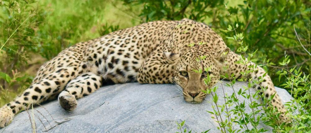 Diese Leopardin schaut genau hin, wer sie beobachtet.