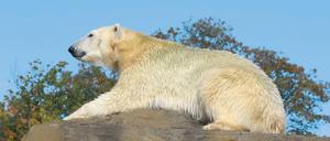 Das zweitgrößte Landraubtier der Erde kann eine halbe Tonne wiegen. Einen Teil davon macht die zehn Zentimeter dicke Speckschicht aus, die den Eisbären vor arktischer Kälte schützt.